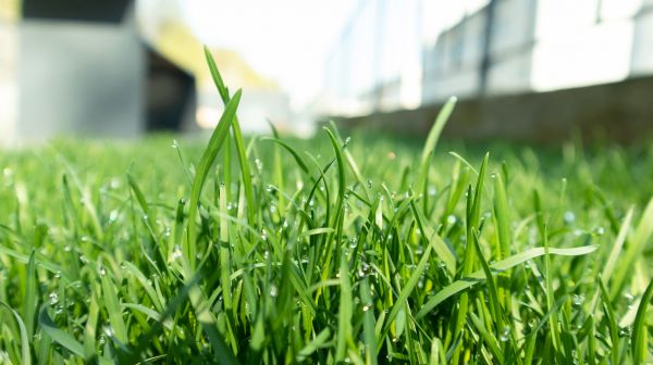 Grass Topdressing