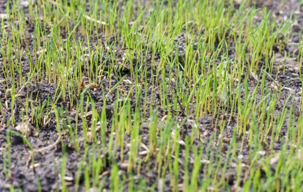 Lawn Overseeding