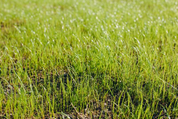 Grass Reseeding
